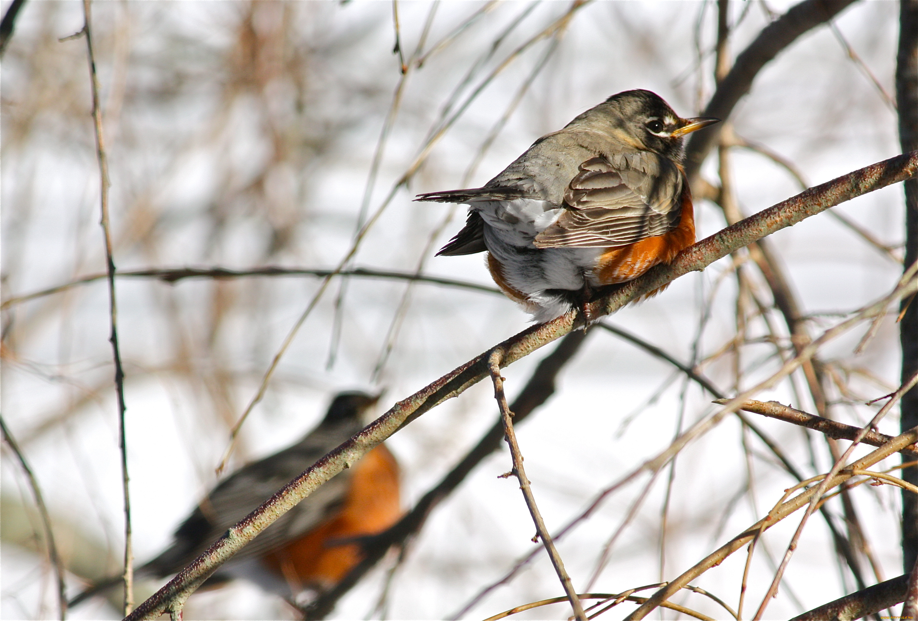 american, robin, , , , 